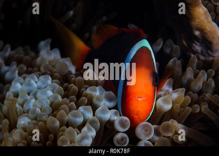 A red and black anemonefish sunggles into the tentacles of its host anemone. Stock Photo
