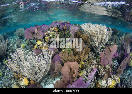 A colorful coral reef full of gorgonians, grows along the edge of Turneffe Atoll. Stock Photo