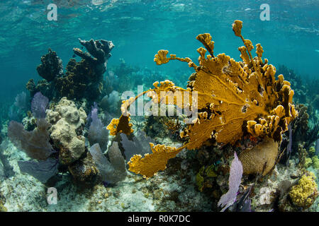 A colorful coral reef full of gorgonians, grows along the edge of Turneffe Atoll. Stock Photo