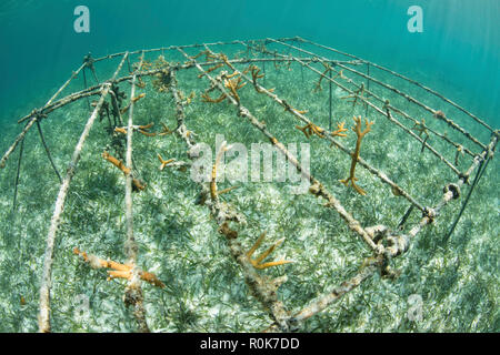 Staghorn coral fragments being grown in the Caribbean Sea. Stock Photo