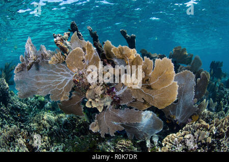 A colorful coral reef full of gorgonians, grows along the edge of Turneffe Atoll. Stock Photo