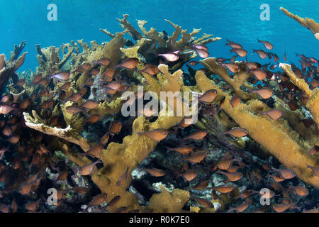 Glassy sweepers hover below a colony of elkhorn coral growing on Turneffe Atoll. Stock Photo