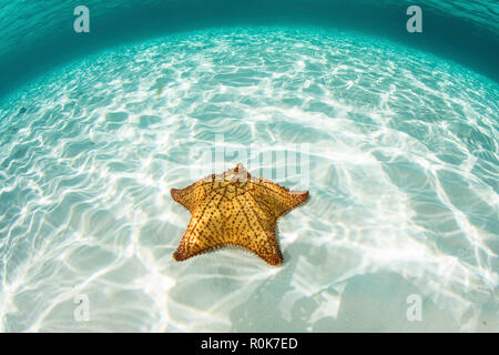 A West Indian starfish crawls over a sandy seafloor in Turneffe Atoll. Stock Photo