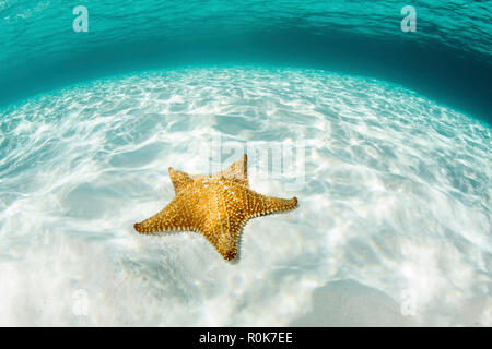 A West Indian starfish crawls over a sandy seafloor in Turneffe Atoll. Stock Photo