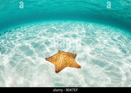 A West Indian starfish crawls over a sandy seafloor in Turneffe Atoll. Stock Photo
