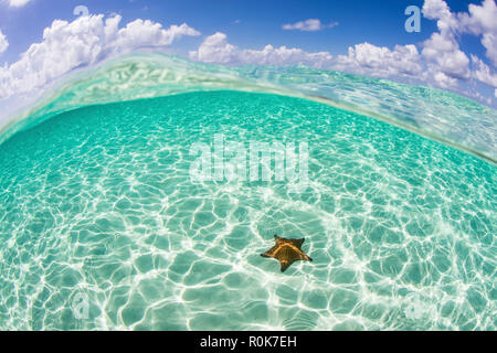 A West Indian starfish crawls over a sandy seafloor in Turneffe Atoll. Stock Photo
