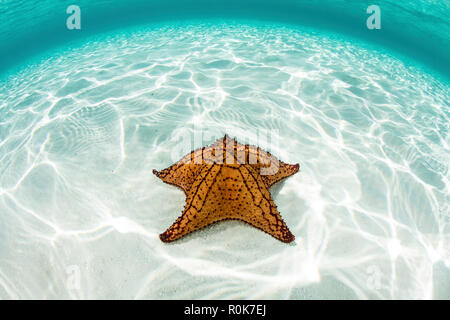 A West Indian starfish crawls over a sandy seafloor in Turneffe Atoll. Stock Photo