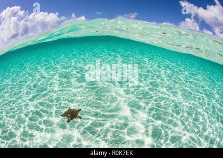 A West Indian starfish crawls over a sandy seafloor in Turneffe Atoll. Stock Photo