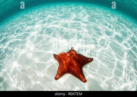 A West Indian starfish crawls over a sandy seafloor in Turneffe Atoll. Stock Photo