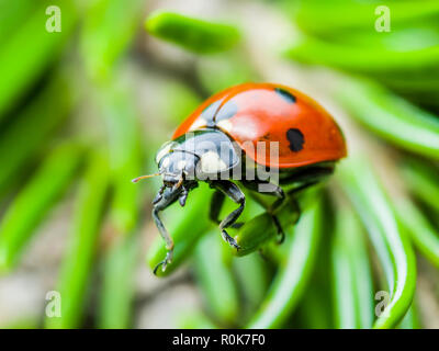 Ladybug Insect Crawling on Green Fir Macro Stock Photo
