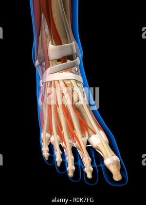 X-ray view of a woman's foot. Stock Photo