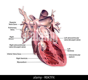 Cross section of human heart with labels. Stock Photo