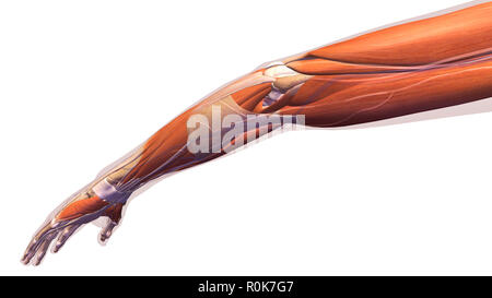 Female arm, elbow muscles and tendons on white background. Stock Photo