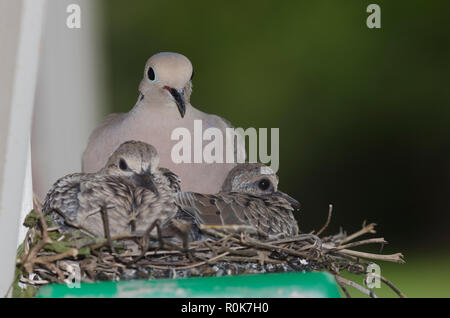 Mourning Dove, Zenaida macroura, on nest on top of step ladder with two hatchlings Stock Photo