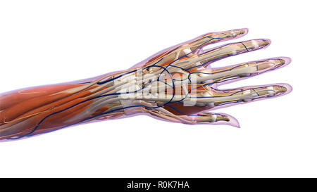 Anatomy of human hand, dorsal view. Stock Photo