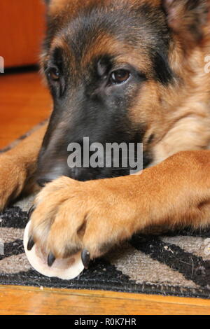 Super cute German Shepherd puppy dog laying on the ground, relaxing. Stock Photo