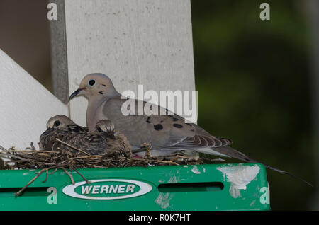 Mourning Dove, Zenaida macroura, on nest on top of step ladder with two hatchlings Stock Photo