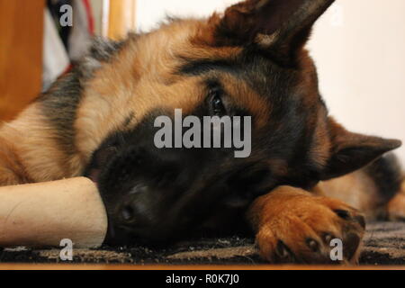 Super cute German Shepherd puppy dog laying on the ground, relaxing. Stock Photo