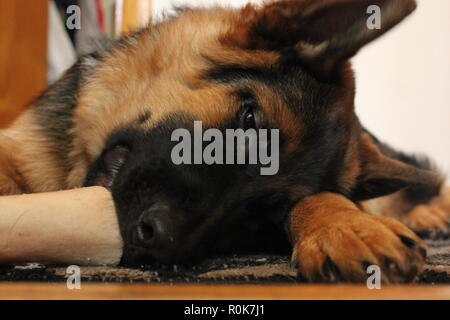 Super cute German Shepherd puppy dog laying on the ground, relaxing. Stock Photo