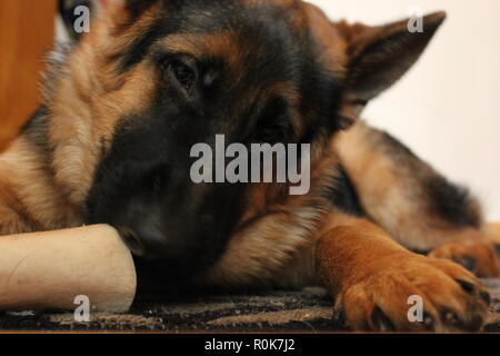 Super cute German Shepherd puppy dog laying on the ground, relaxing. Stock Photo