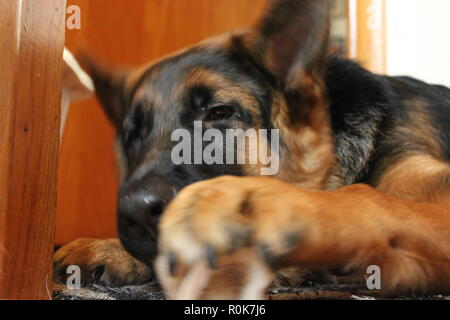 Super cute German Shepherd puppy dog laying on the ground, relaxing. Stock Photo