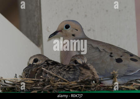 Mourning Dove, Zenaida macroura, on nest on top of step ladder with two hatchlings Stock Photo