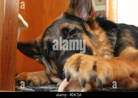 Super cute German Shepherd puppy dog laying on the ground, relaxing. Stock Photo