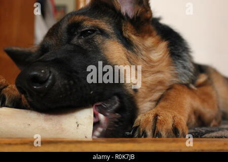 Super cute German Shepherd puppy dog laying on the ground, relaxing. Stock Photo