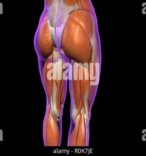 Rear view of female hip and leg muscles, with labels Stock Photo
