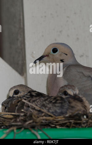 Mourning Dove, Zenaida macroura, on nest on top of step ladder with two hatchlings Stock Photo