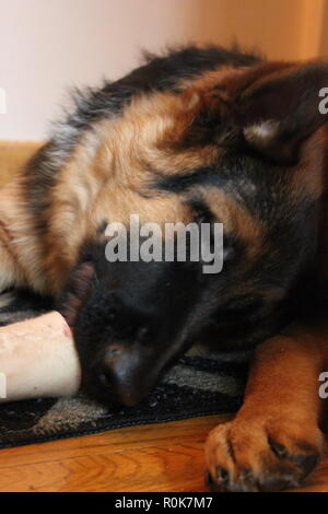 Super cute German Shepherd puppy dog laying on the ground, relaxing. Stock Photo