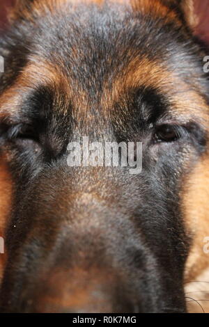 Close up of a super cute German Shepherd puppy dog laying on the ground, relaxing. Stock Photo