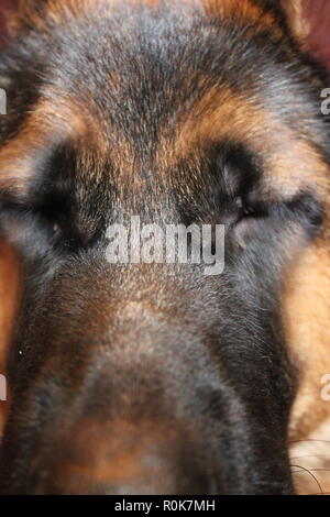 Close up of a super cute German Shepherd puppy dog laying on the ground, relaxing. Stock Photo