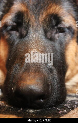 Close up of a super cute German Shepherd puppy dog laying on the ground, relaxing. Stock Photo