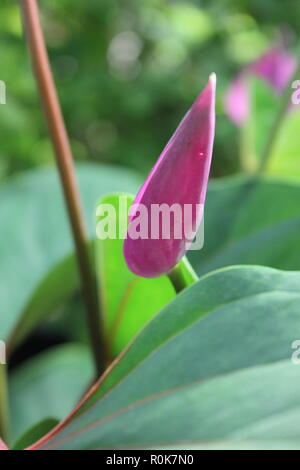 anthurium black beauty Anthurium BVIT (Black Velvet Indo Type) – HappiestPlants main image 0