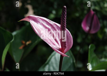 Flawless, beautiful, stunning cultivated lavender tulip anthurium flowering  plant, Anthurium amnicola, growing in the flower garden Stock Photo - Alamy
