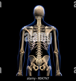 Human vertebral column, rear view on black background. Stock Photo