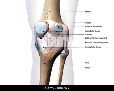 Knee joint bone and connective tissue with labels. Stock Photo