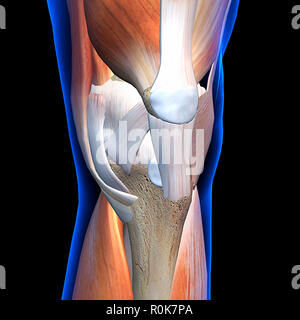 Knee muscles and ligaments, anterior x-ray view. Stock Photo