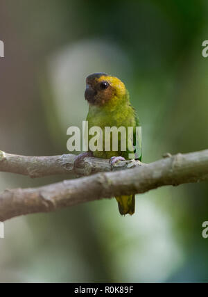 Buff-faced Pygmy-Parrot (Micropsitta pusio) is the smallest parrot in the world. Nimbokrong, Papua, Indonesia. Stock Photo