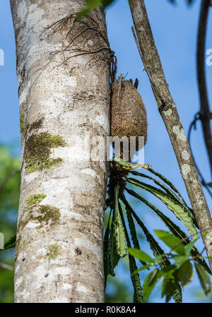 Ant plant (Myrmecodia sp.) hanging from a tree. Nimbokrong, Papua, Indonesia. Stock Photo