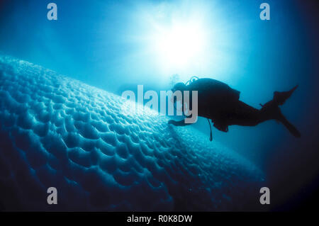 Diver swimming along an iceberg on the west coast of Greenland. Stock Photo