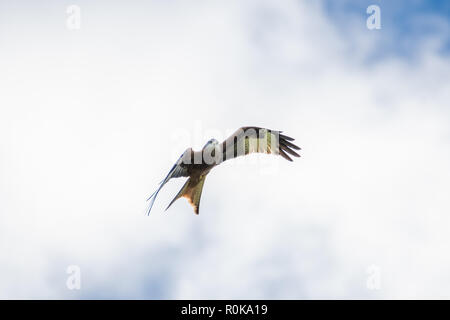 A Red Kite flying in Dumfriesshire, Scotland, in Autumn 2018. Stock Photo
