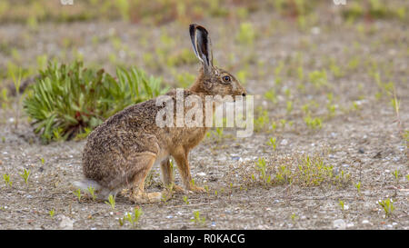 European Hare (Lepus europeaus) sitting on sand in open field Stock Photo