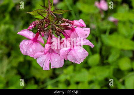 Pink flowers. Blooming flowers. Pink phlox on a green grass. Garden with phlox. Garden flowers. Nature flower after the rain in garden. Blooming phlox Stock Photo