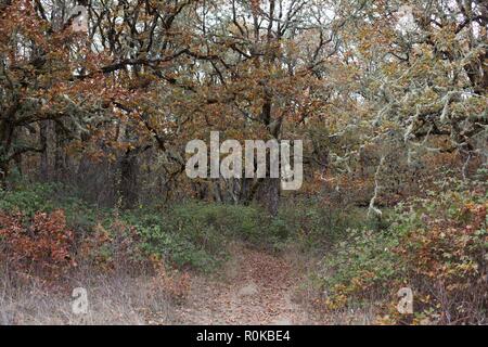 A forest with different colors in autumn, at William Finley Wildlife Refuge near Monroe, OR, USA. Stock Photo