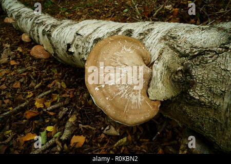 Bracket fungus on fallen silver birch tree trunk Stock Photo - Alamy