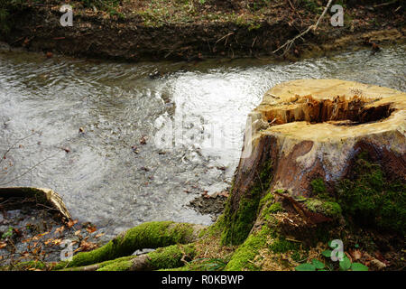 Broken old wooden tree stump with big roots and green moss on it, near the river Stock Photo