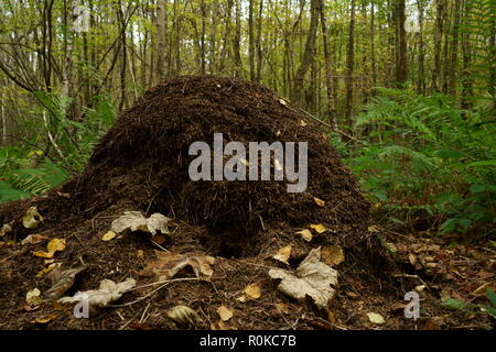 A large wood ant nest in the forest. Stock Photo