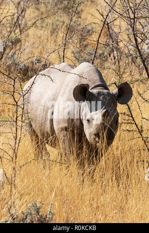 Black Rhinoceros (Diceros Bicornis) In The Morning Light At A Waterhole ...